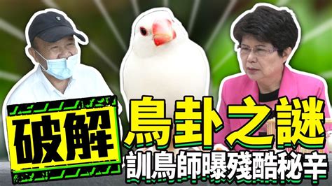 龜鳥卦破解|破解鳥卦之謎！ 訓鳥師曝算命背後殘酷秘。